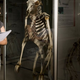 Researchers say their goat-human evolution theory, on second thought, does feel a little off.